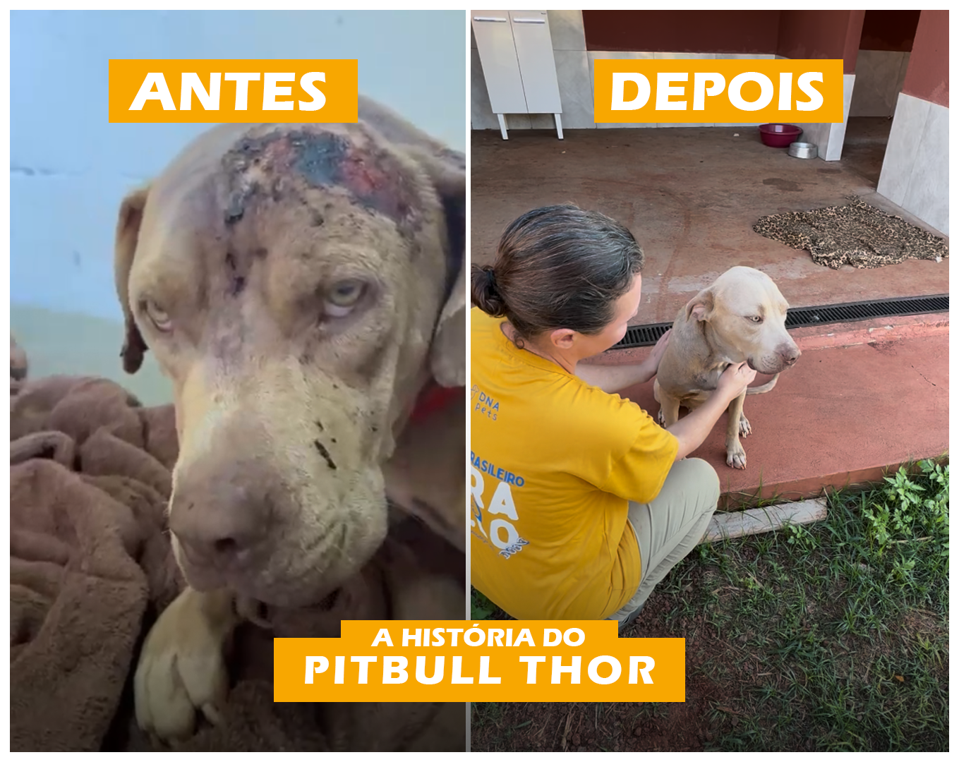 Conheça a história do Thor!