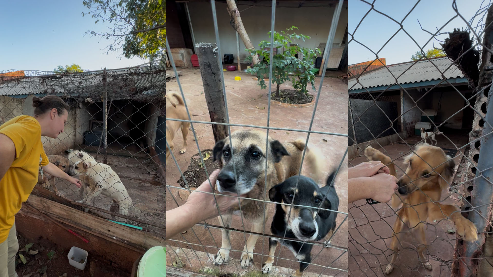 Apoie a Sociedade Protetora dos Animais